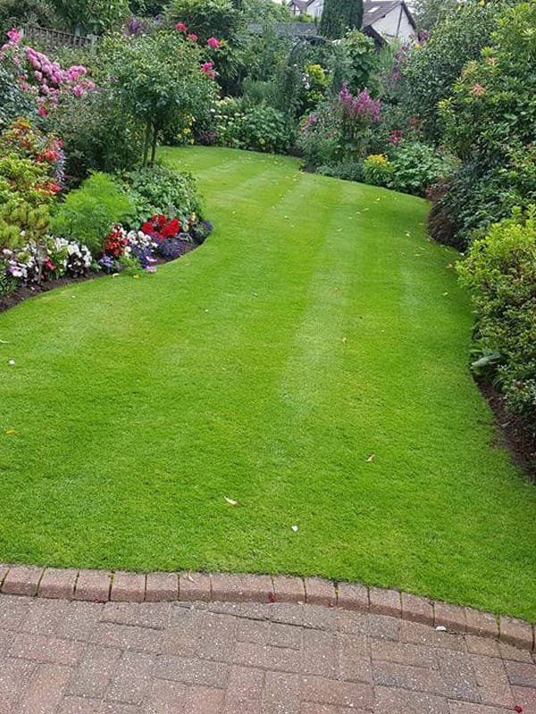 A garden fork being used on a lawn for aeration 