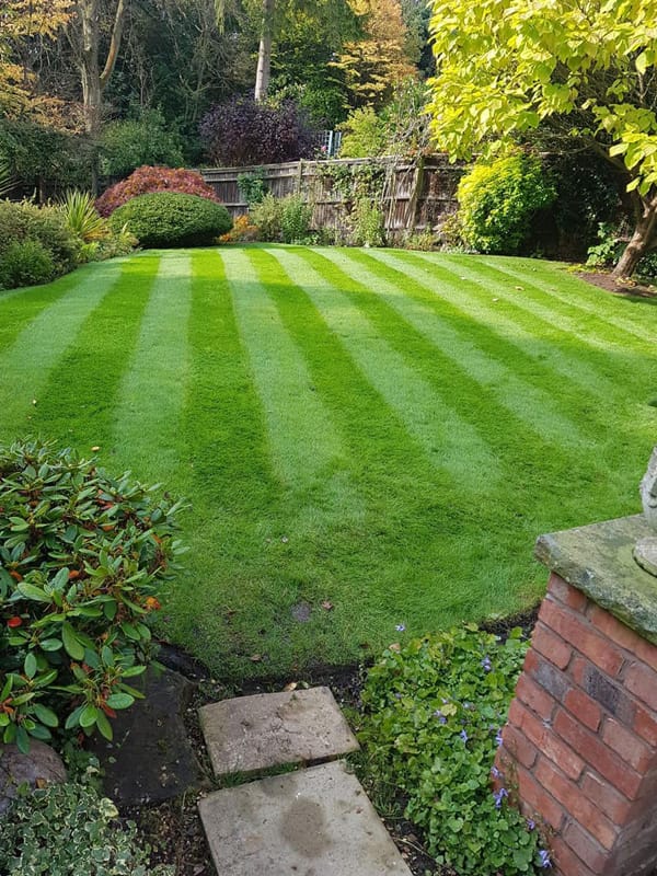 A garden fork being used on a lawn for aeration 